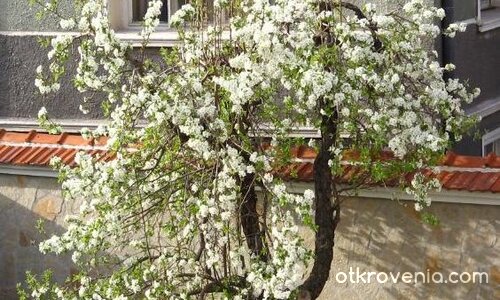 Кичестата крива круша