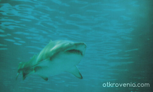 Смърт от дълбините