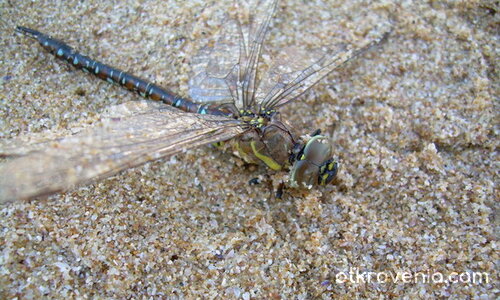 На морския бряг