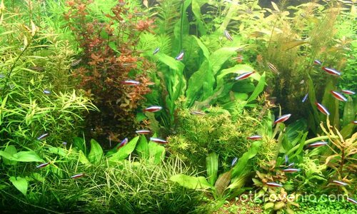 спокойствие