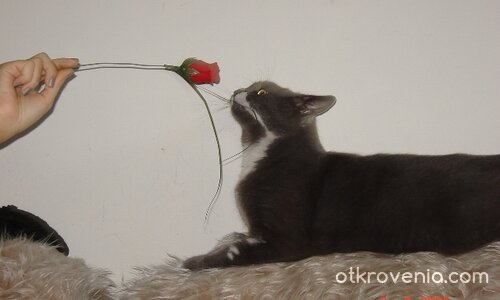 Черна котка