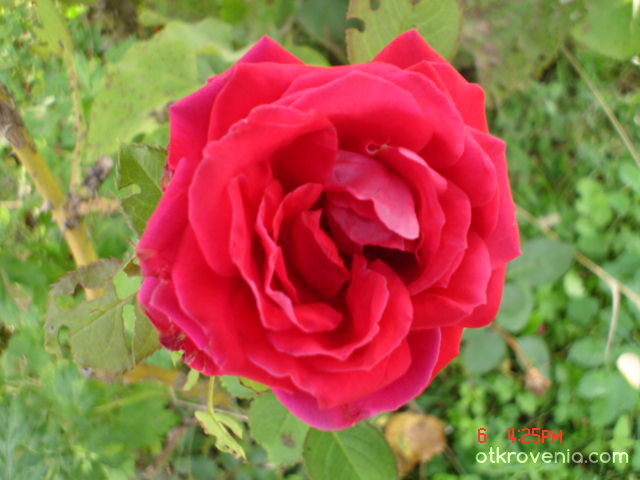 Червена роза