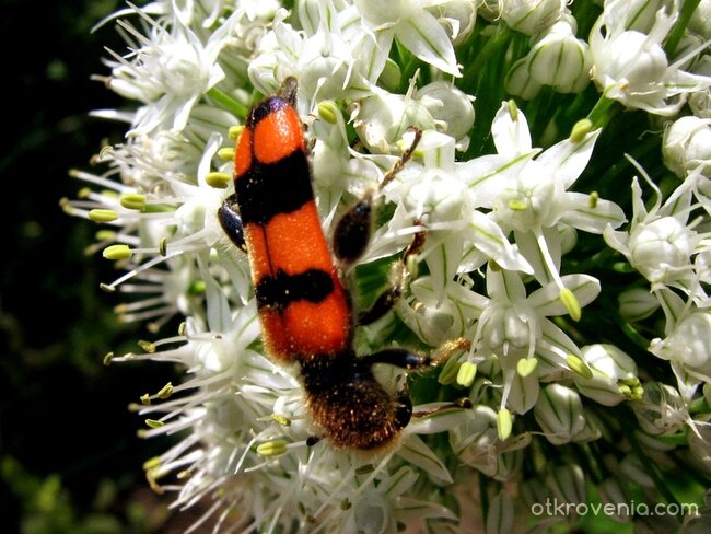 ...да похапнем лучени цветчета...