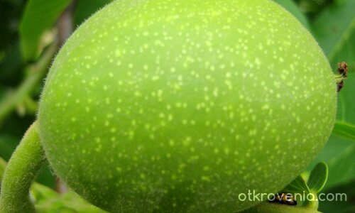 Приютяване...