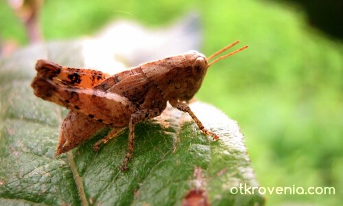 Замислено щурче връз листо на млада мушмула в утрото на днешния ден...