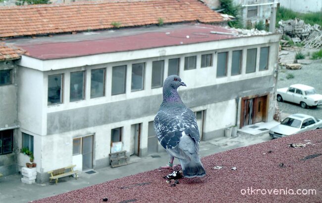 Идваш ли с мен?