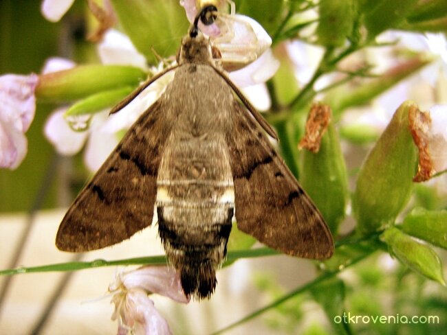 Привечер... след душа:) (леко поомокрена)