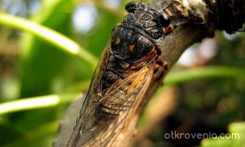 "Виновникът" за постоянното "цирикане"...:)))