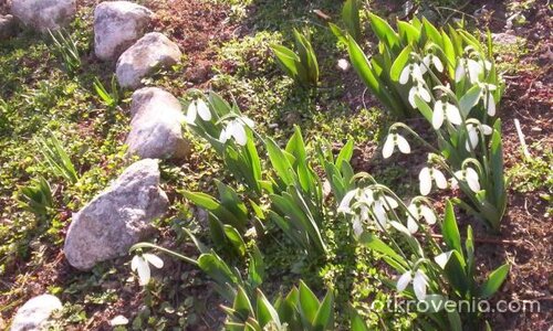 И тази пролет...