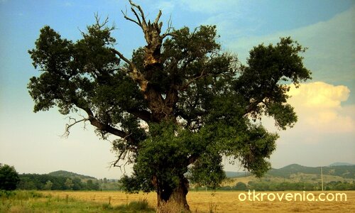Устояло на мълниите и сезоните ...