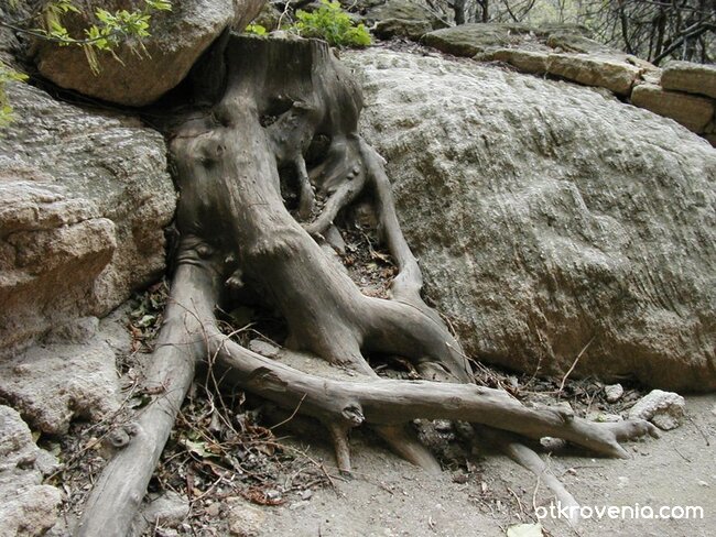 Поникнали камъни в корените