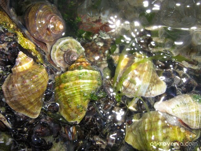 Живот- трептящ, въртящ, всмукващ, изяждащ, премляскващ... ЖИВОТЪТ навсякъде кипи...