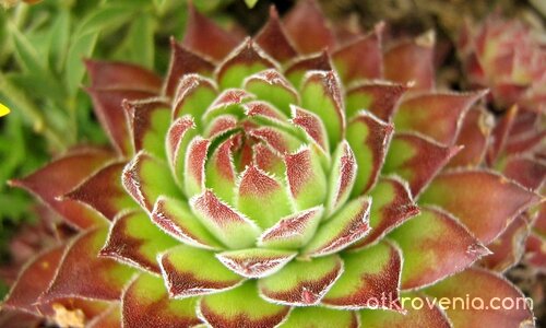 aлпийска роза (може би?)