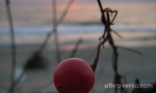 Забравени от човечеството, но прехрана на птиците...