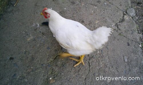 Без коментар! Имам по-важни дела