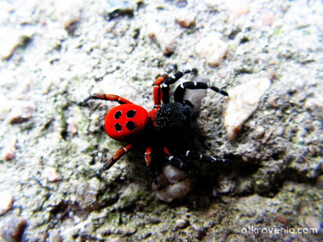 Червено паяче