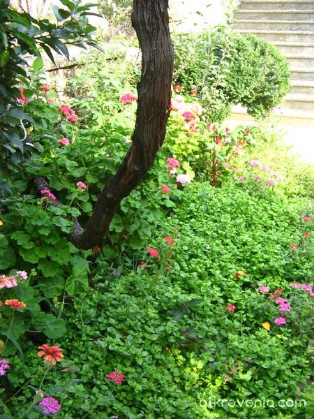 Градинката на баба