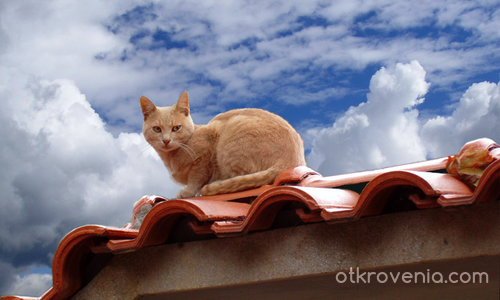 Драматична снимка на котка блондинка