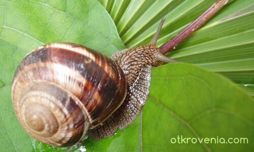 Зелени пътища