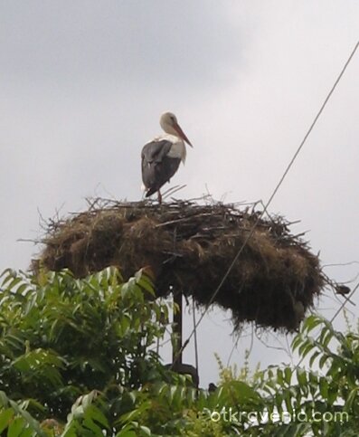 Старият щърк