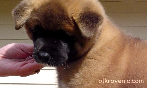 Пак сладурчееееее :))