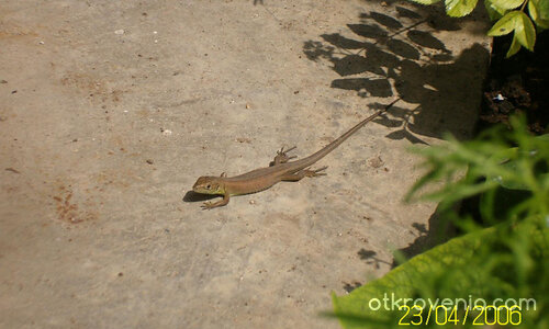 Гущер-позьор