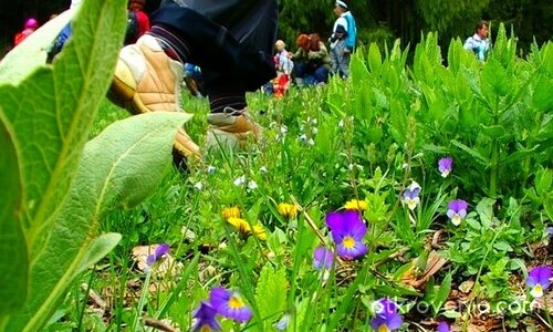 Пази природата! Не стъпвай  върху цветята!