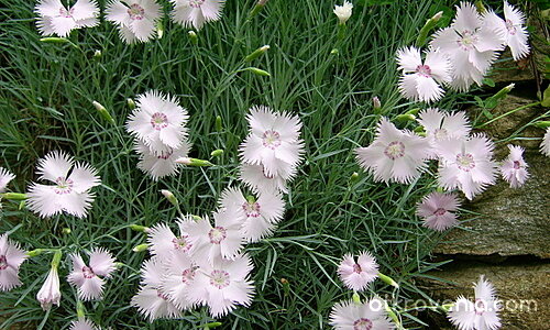 Снежинки през лятото