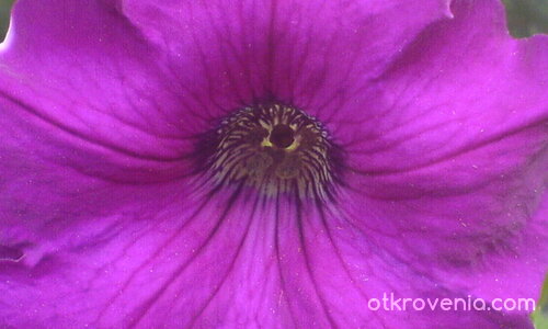 лилаво цветче