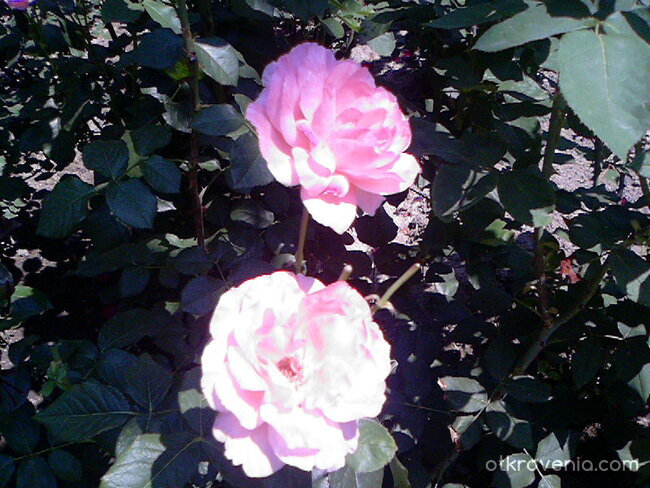 Две розовки розички