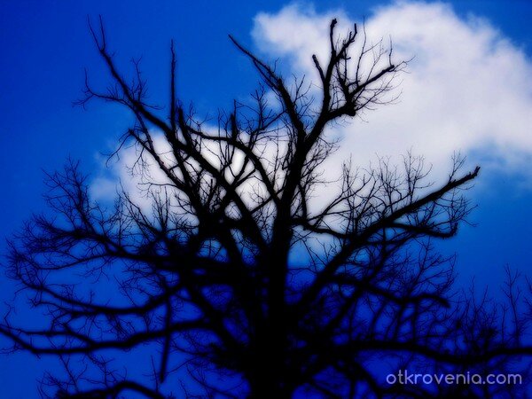 Да пуснем корени в небето