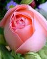 mi-mi (Мария Василева)