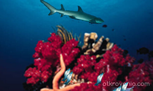 Потънали тайни