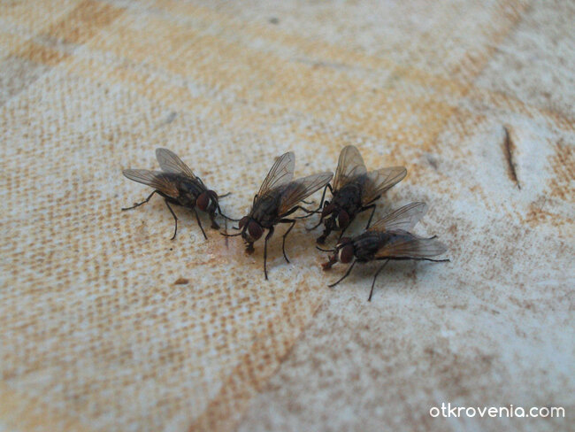 Делим по братски