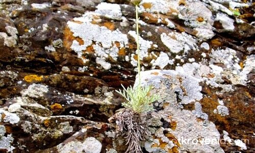 И все пак да оцелееш...