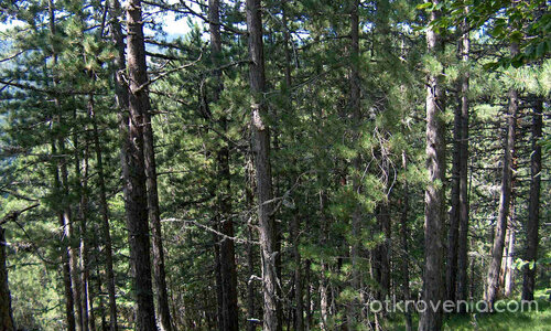 някъде из Велинград /пеизажи и елитни черборови насъждения/