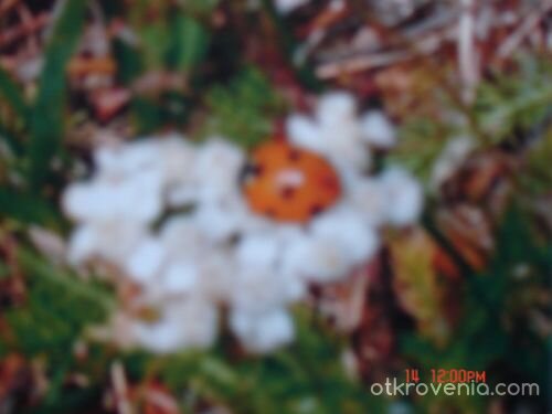 обедна почивка