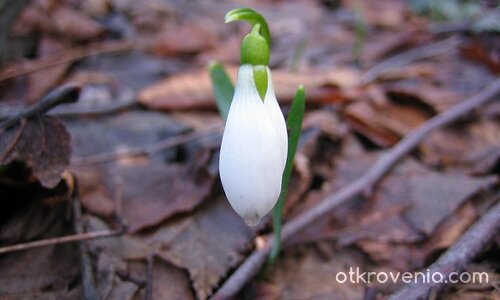 Най-смелото цвете...