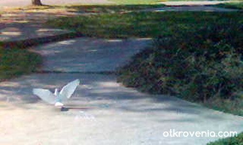 Белият гълъб