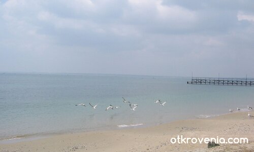 Гларусова неподправеност