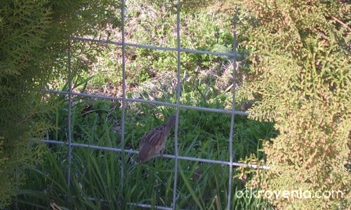 един фотогеничен врабчо