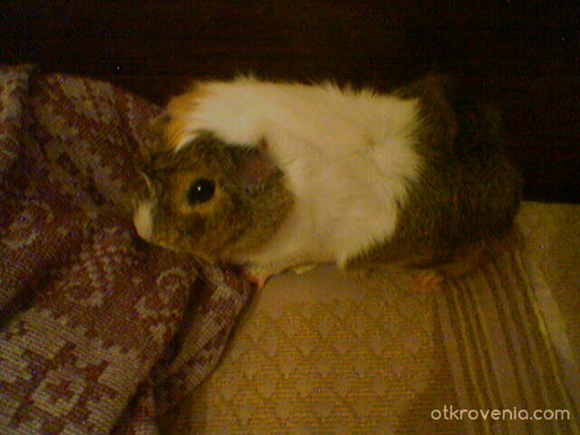 моето морско свинче