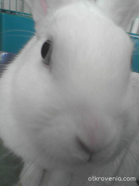 бяло неспокойство