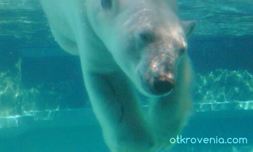 бяло мече в Линкълн Зоо