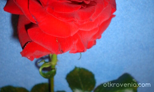 Все още съм свежа