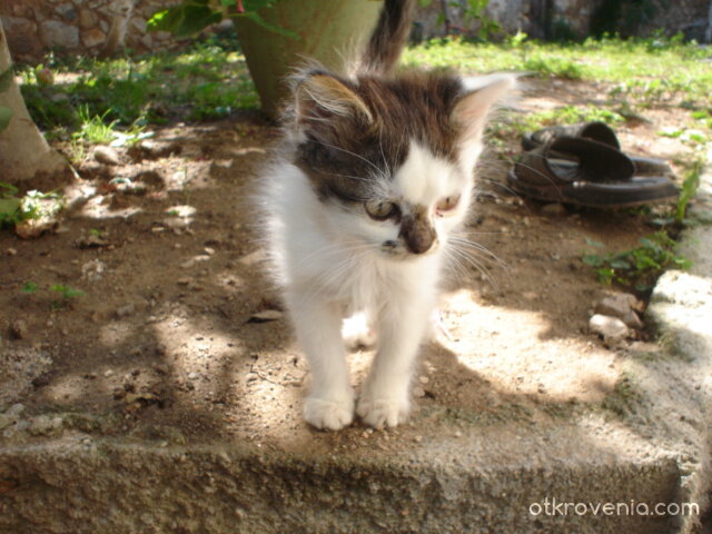 Гледа краставата жаба :)