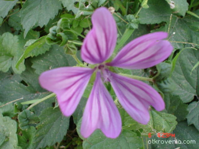 Лилаво цветенце