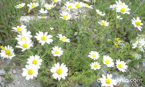 Бели цветенца 