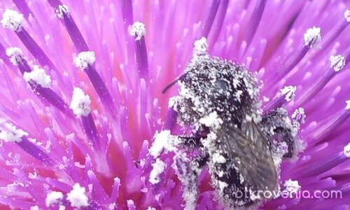 май попаднах в рая