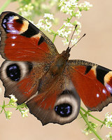 Меричка (Мери Попинз)